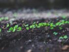 decarbonation