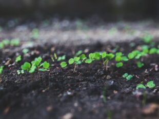 decarbonation