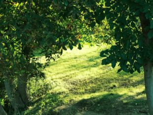 environnement